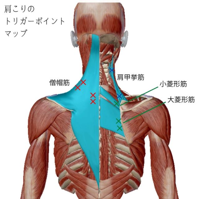 肩こり（肩・背中・肩甲骨）に対してのマッサージガンの効果的な使い方1